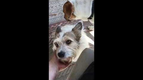 Translating in Predicate Logic