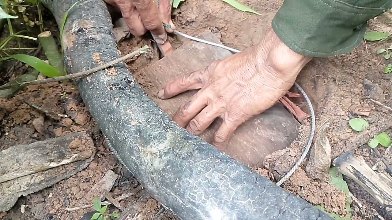 17 กันยายน ค.ศ. 2025ຫມູປ່າບຸກລຸກສວນມັນ/กับดักหมูป่าบุกลุกสาวนมัน