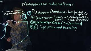 Multiplication of Animal VIruses