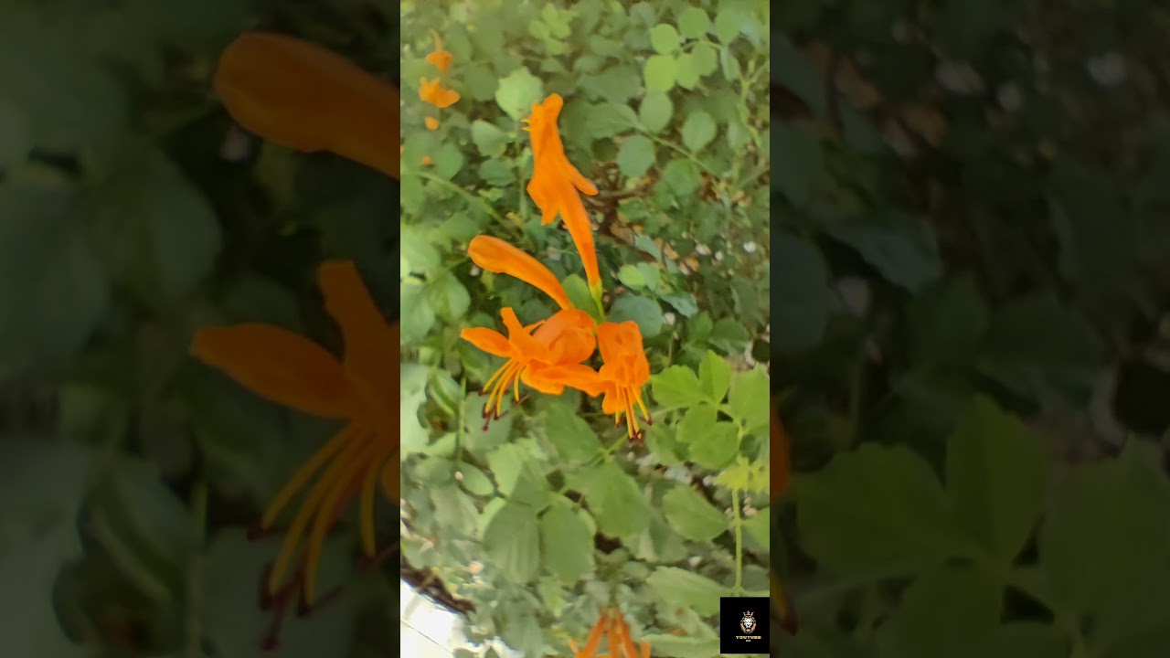 Rainy Climate | I love the Climate in Bangalore Visit | 