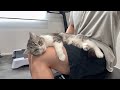 朝から甘えんぼな猫に捕まって身動き取れず困ってます、、