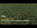 Las perspectivas para el sector palmicultor en Colombia- TvAgro por Juan Gonzalo Angel