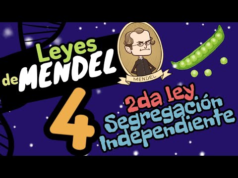 🌱 LEY DE LA SEGREGACIÓN INDEPENDIENTE [las tres leyes de Mendel fácil en 2 minutos] GUÍA UNAM-IPN