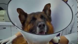 Arka Sokaklar 480. Bölüm-Mesutun Köpeği Garip Bıçaklanıyor