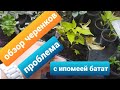 Обзор моих черенков /Что укоренилось/Проблема с ипомеей вегетативной