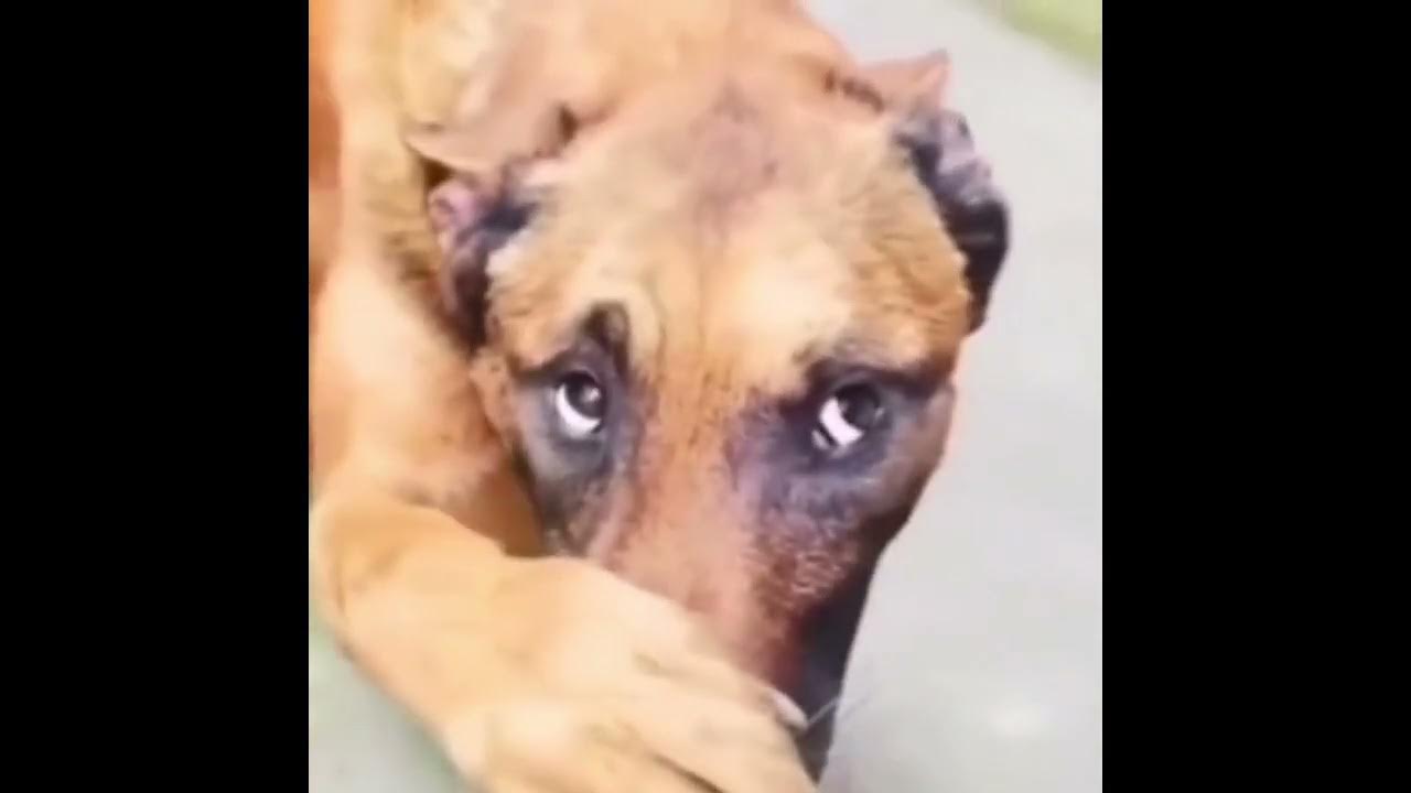 собака прикрывает нос лапой. собака закрывает нос мем. виноватая собака картинки. собака закрывает морду лапами. собака прикрывает лапой морду.