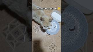 هدف جديد    آلاف مشترك    قطط  حيوانات أليفة  قطط صغيرة  قطط هجينة سمعها