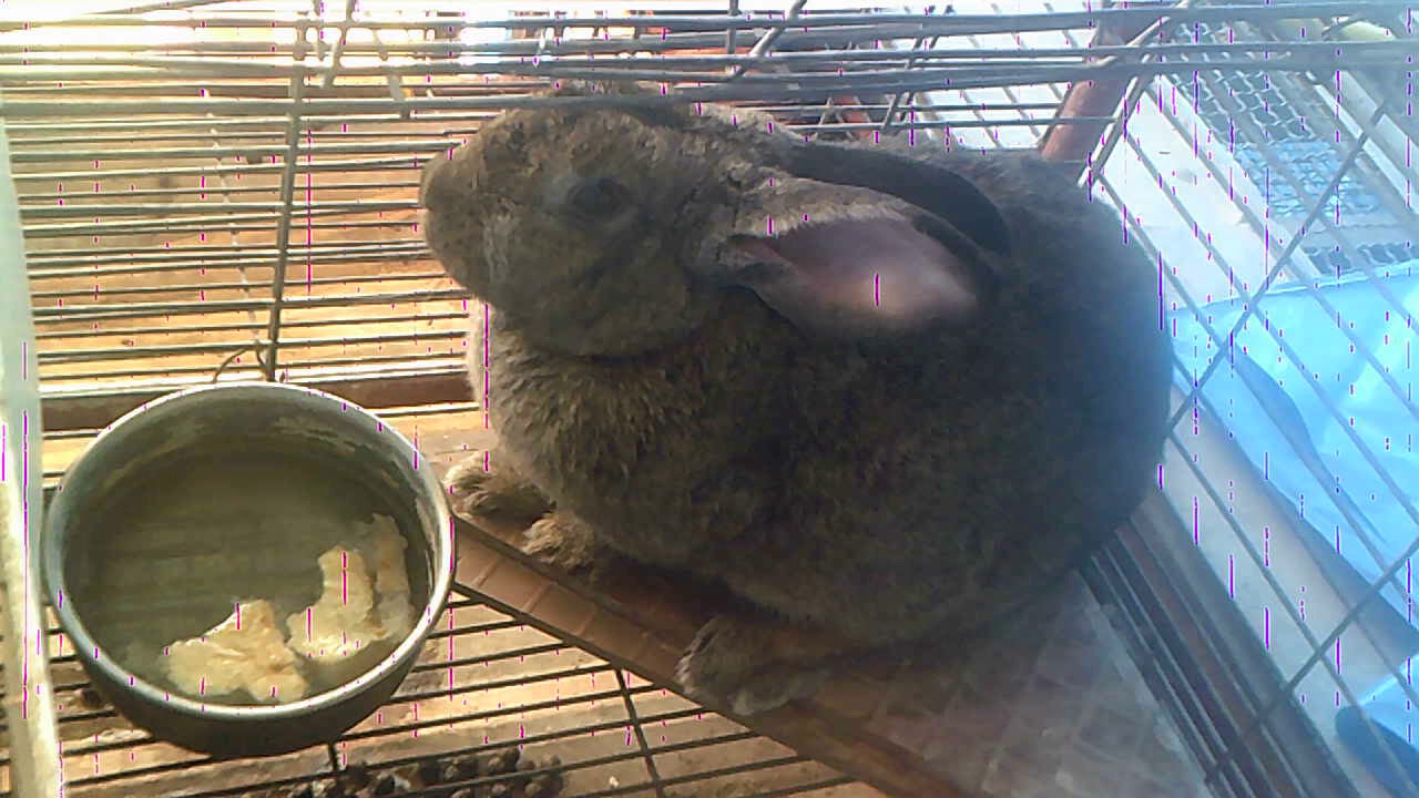 أربع أطعمة  لإكثار الحليب في الأرنبة المرضعة // طرق أوصانا بها أجدادنا