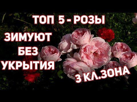 Видео: Розы, выносливые к зоне 4: советы по выбору роз для климата зоны 4