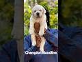 Apple Head Labrador Male Puppy Available 🐾 | Mahakal Pet Shop Pandharpur &amp; Pune 9529626115