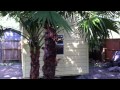Storage Sheds Hardie Plank Houston, Tx Storage Sheds Hardie Plank Houston, Tx
