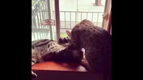 Video 252271: cat f2 savannah kitten, savannah kitty, savannah cattery