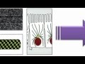 Ayudantía BioCel: El citoesqueleto 1/3 (Microtúbulos)