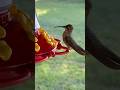 Female Rufous Hummingbird #birds #birdfeeder #backyardchickens #hummingbird