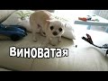 VLOG: Из домашнего быта в гламур / Отвечаю на вопросы про переезд, отношения, бандана