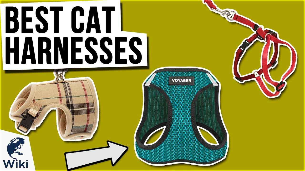 10 Best Cat Harnesses 2021 YouTube