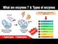 what are enzymes ? | types of enzyme | classification and nomenclature in Hindi