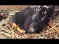 Mama Pigeon feeding Baby