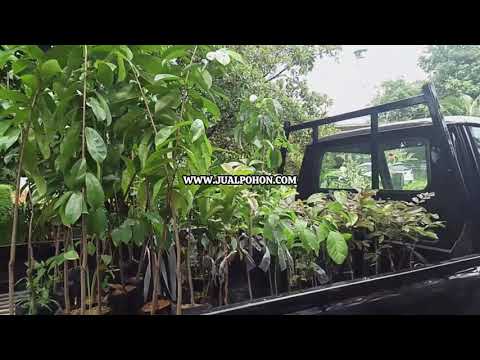 Peluang Bisnis Menguntungkan ! Budidaya Bibit Kelengkeng Merah Super! (Proses Kirim)