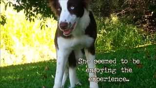 FUNNY DOG EATS WILD PSYCOACTIVE SHROOMS - CAUGHT ON TAPE!