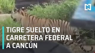 Buscan a tigre visto en carretera federal a Cancún - Las Noticias