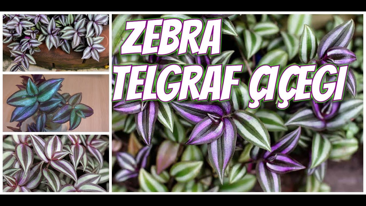 ZEBRA TELGRAF ÇİÇEĞİ (Tradescantia Zebrina)