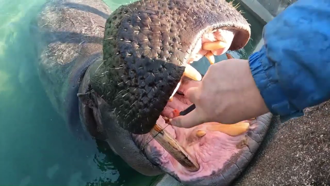 カバ牙 カバさんの歯のお手入れ - YouTube