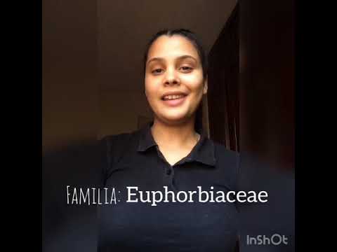 Video: Familia ya Euphorbiaceae: maelezo na usambazaji