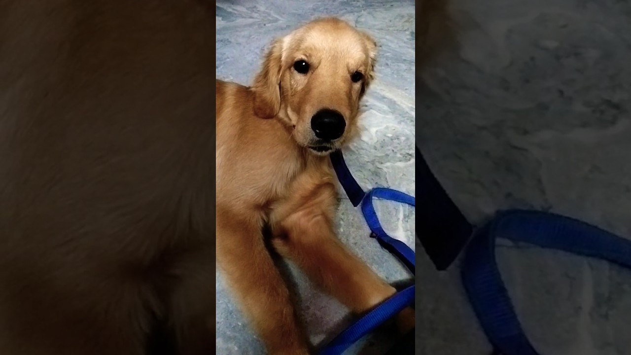 ghumne Jana h isko 😂😂 