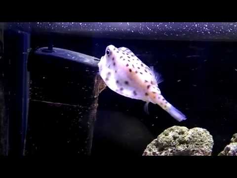 Ostracion Cubicus -