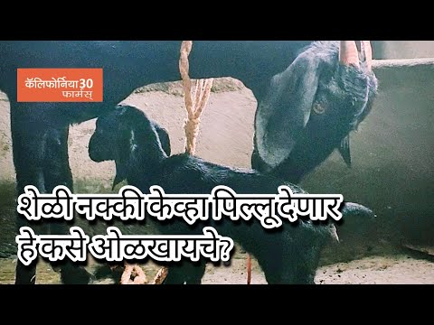 शेळी नेमके केव्हा पिल्लू देणार हे कसे ओळखायचे? How to predict the delivery of a goat kid