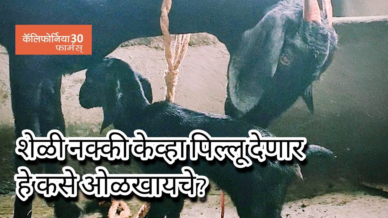 शेळी नेमके केव्हा पिल्लू देणार हे कसे ओळखायचे? How to predict the delivery of a goat kid
