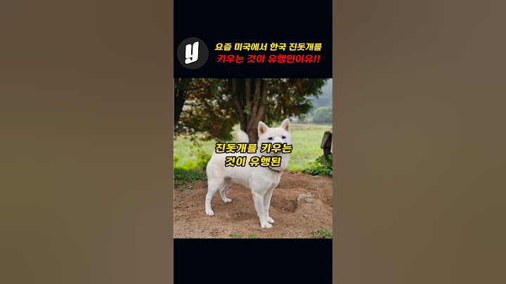 요즘 미국에서 대한민국 진돗개를 키우는것이 유행된 충격적 이유!!
