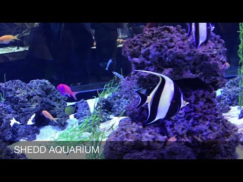 shedd-aquarium-|-chicago-aquarium|-dolphin-show-|special-moments