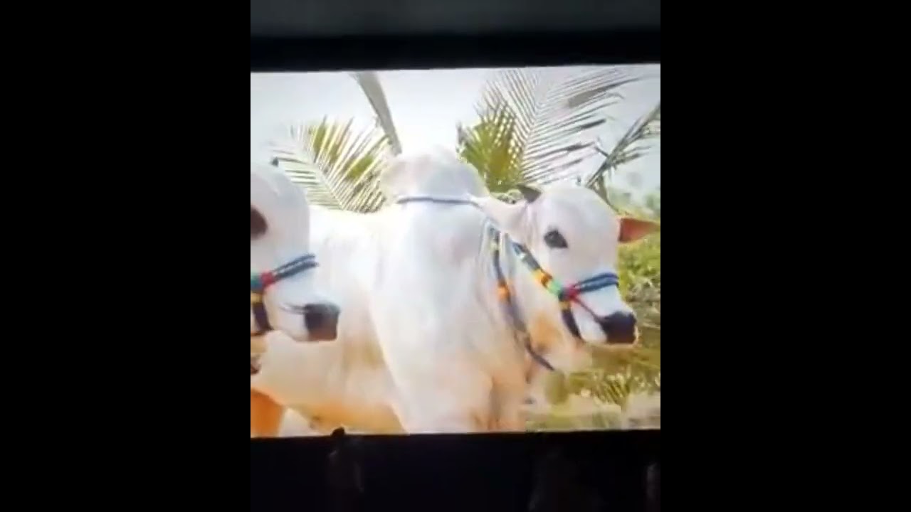 AKHANDA Ongloe Bulls Entry