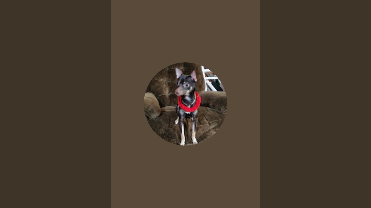 *تفاعلو ياغوالي لكي انزل لكم كل جديد ــ​​​​​​​​​​​​​​​​›🫀♥️٬🌷٬​​​​​​​​​​​​‘‘♡‌