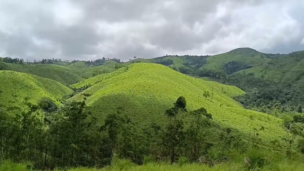 vagamon Pine valley beauty.... natures touch... Amazing kerala(3)