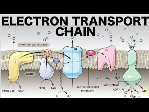 Video: Apa yang dimaksud dengan sistem transpor elektron?