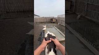 forced to take a shower 💦 #animalshorts #duck