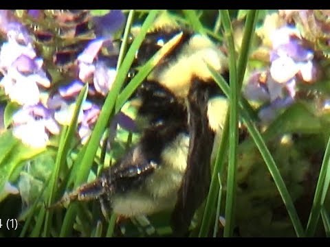 Golden Northern Bumblebee (Bombus fervidus)