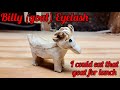 Billy Goat Eyelash Carving for Billie Eilish Fans