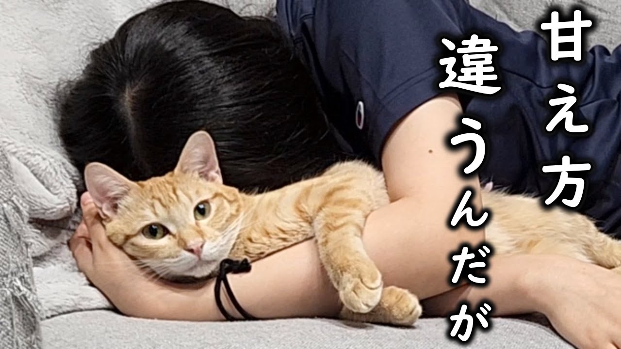 保護猫の母親になった元高校生。普段見せない甘え方、モッツが娘にだけ見せた仕草とは