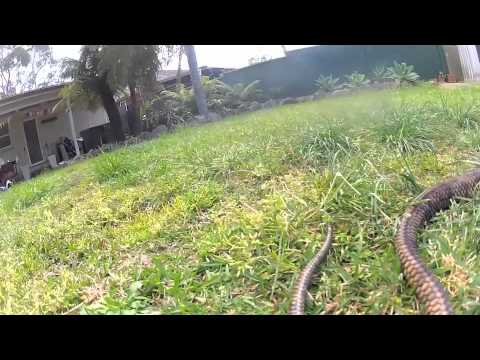 Scrub Python Cam GoPro HD