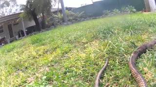 Scrub Python Cam GoPro HD