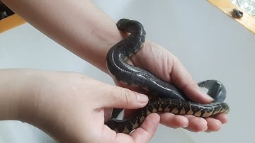 Phân biệt rắn ri voi đực và cái