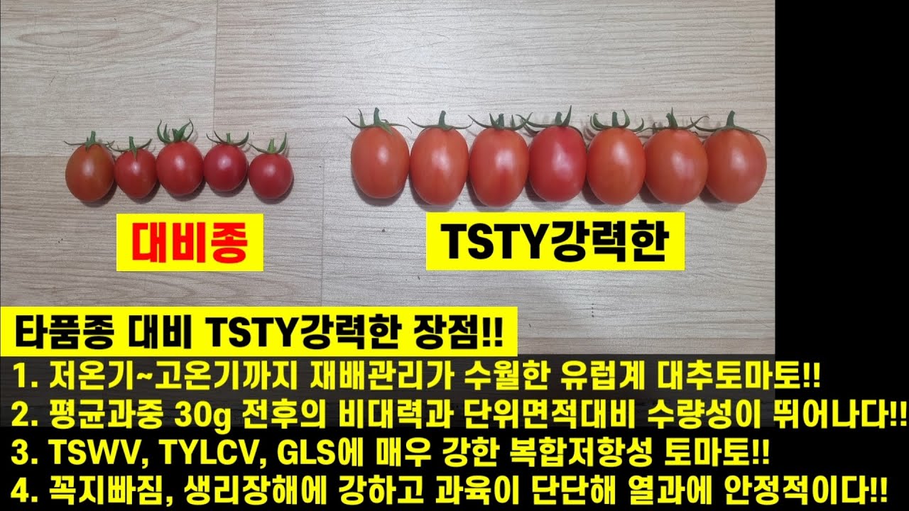 [TSTY강력한]압도적인 수량성!! 강력한 내병성!! 상품성!! 재배만족도 100% 