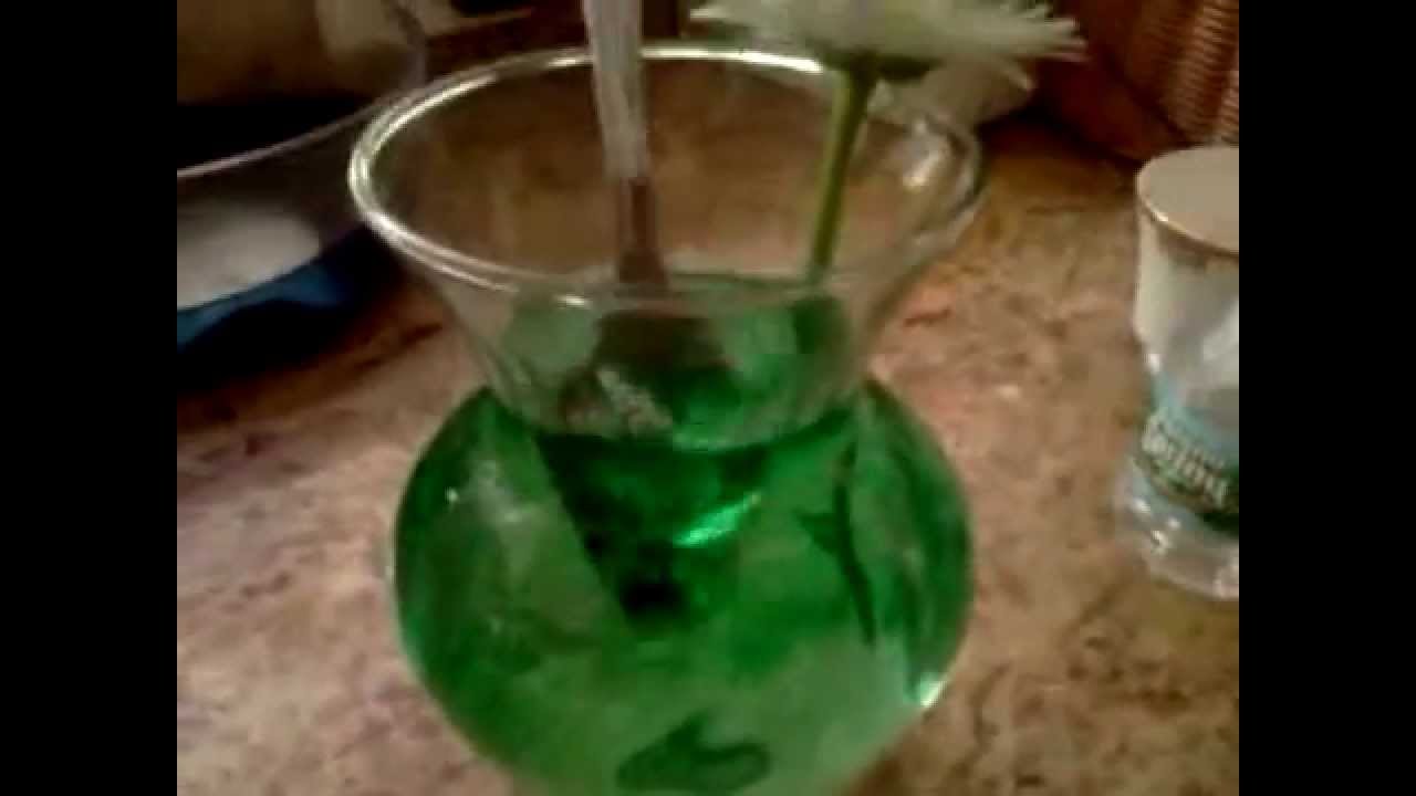 Tinting Daisies with Food Dye YouTube