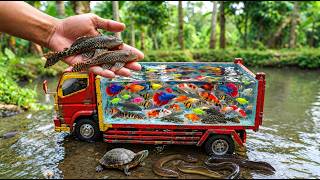 😱 Angkut Ikan Cupang, Ikan Hias Aquarium, Koi, Mas Koki, Sapu-Sapu, Lele, Molly, Belut & Kura-Kura ✨