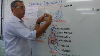 DIFERENÇA ENTRE PROTOSTOMADOS E DEUTEROSTOMADOS