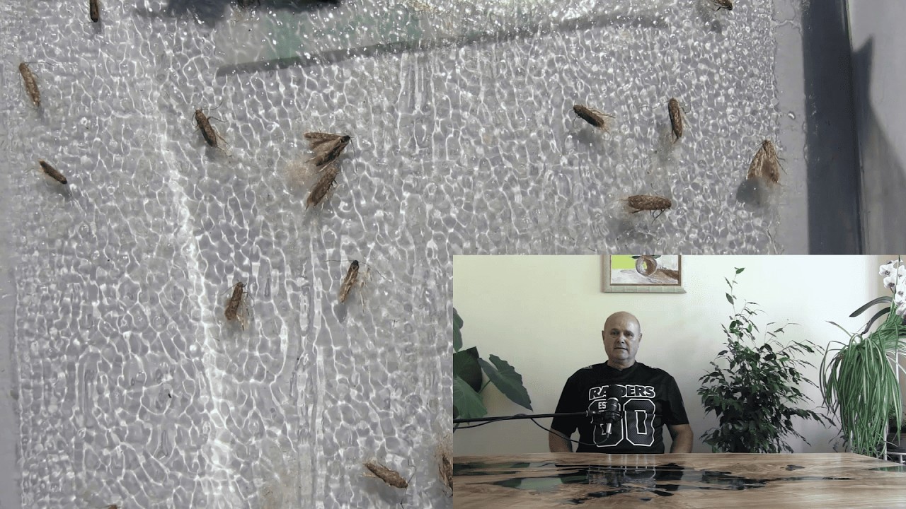 Активизация на доматеният миниращ молец / Откриване на молеца и начини за неговото елиминиране.